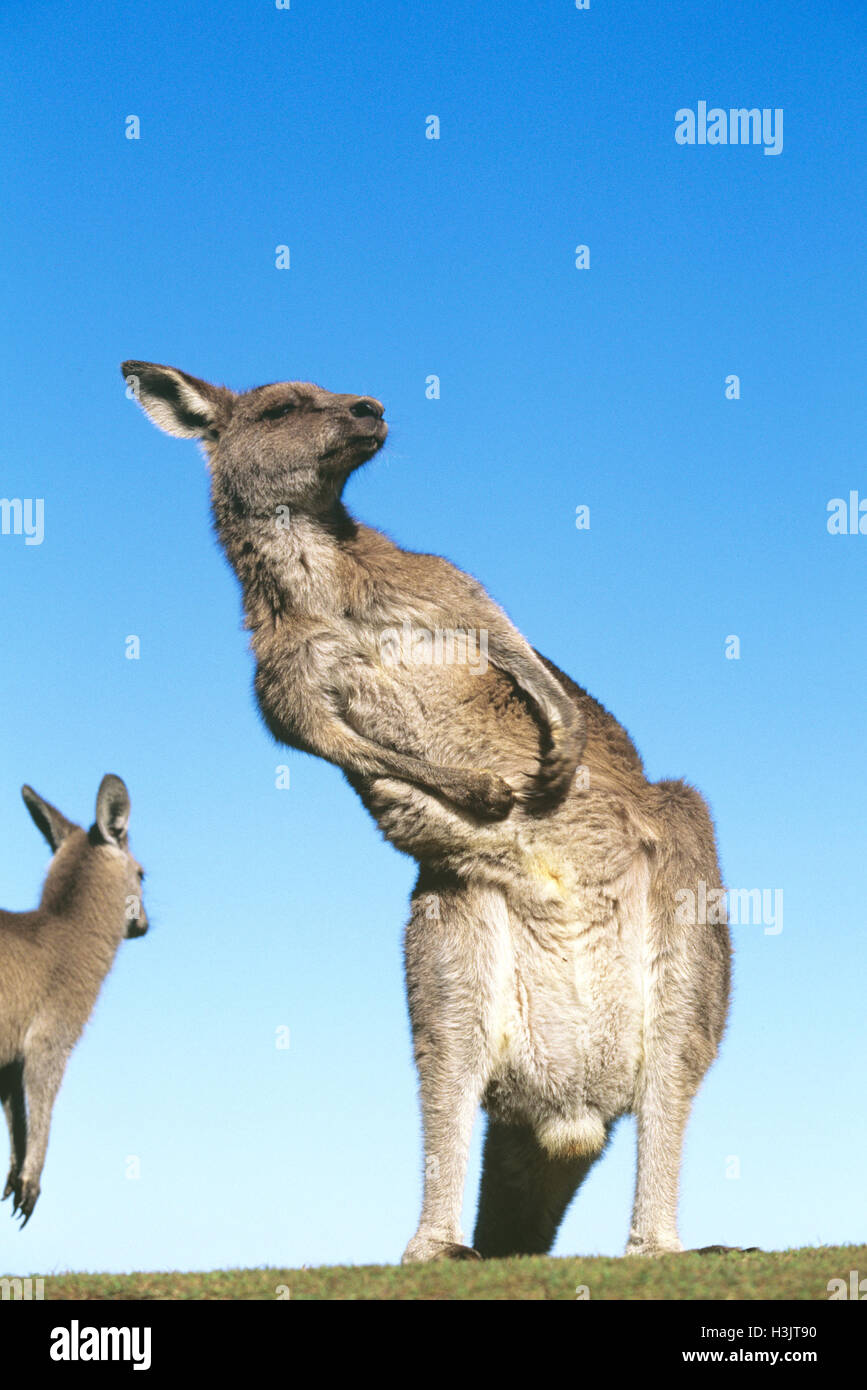 Eastern grey kangaroo (Macropus giganteus) Stock Photo