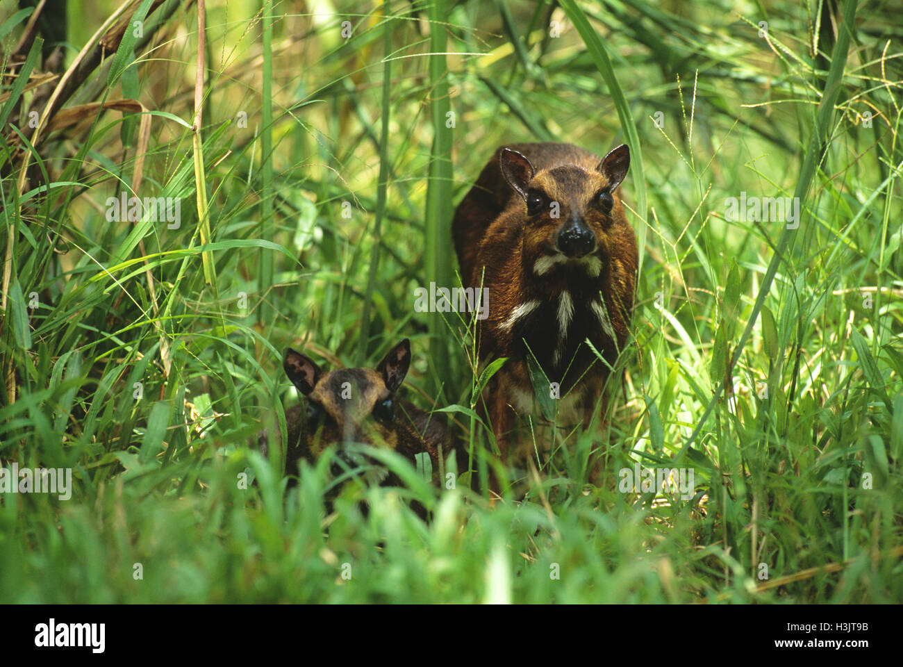 Philippine mouse deer (Tragulus nigricans) Stock Photo