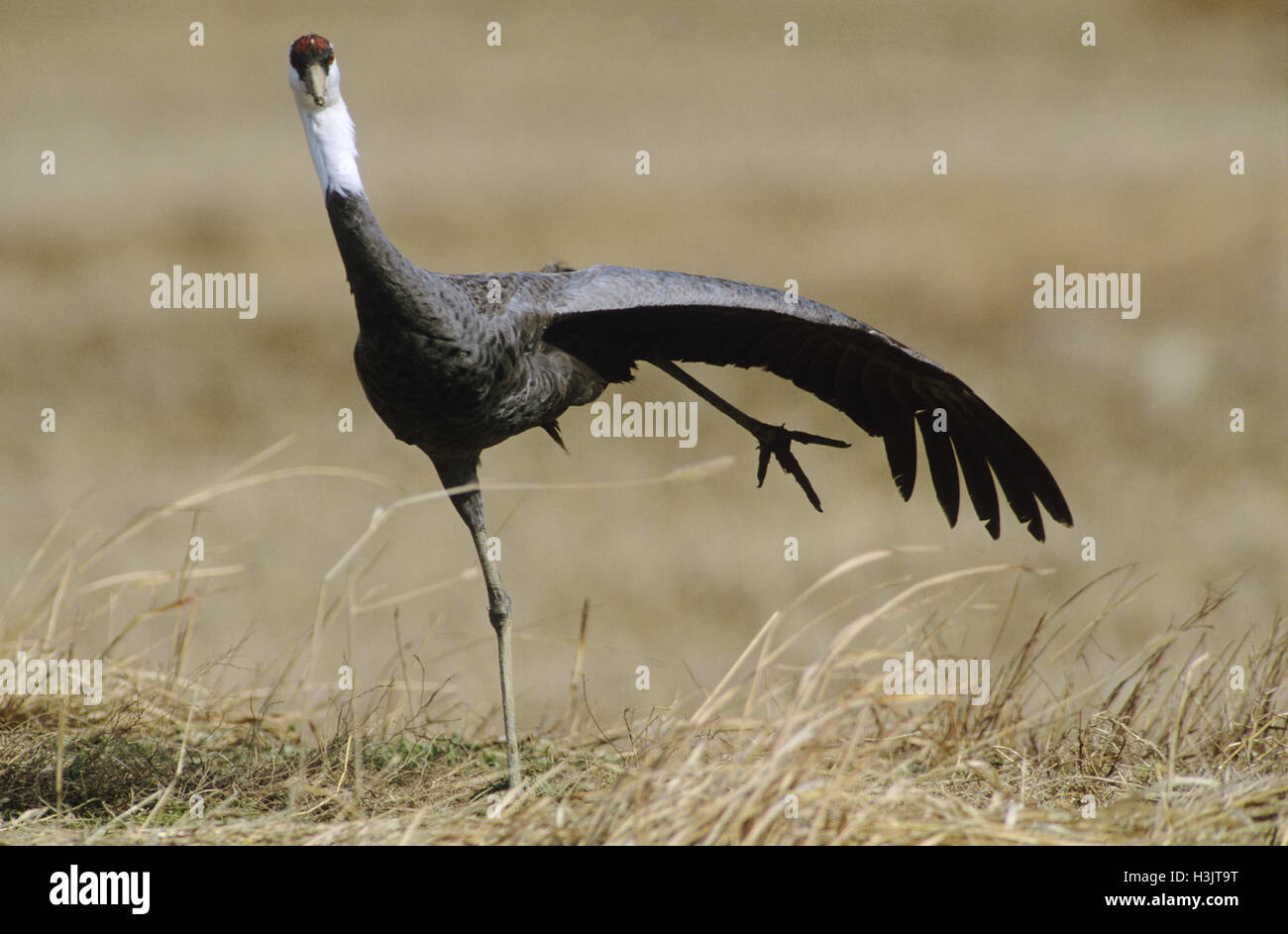 Hooded crane (Grus monacha) Stock Photo