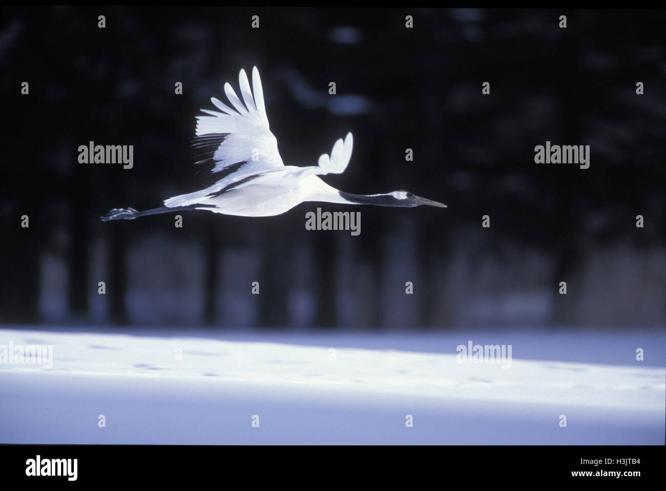 Red-crowned crane (Grus japonensis) Stock Photo