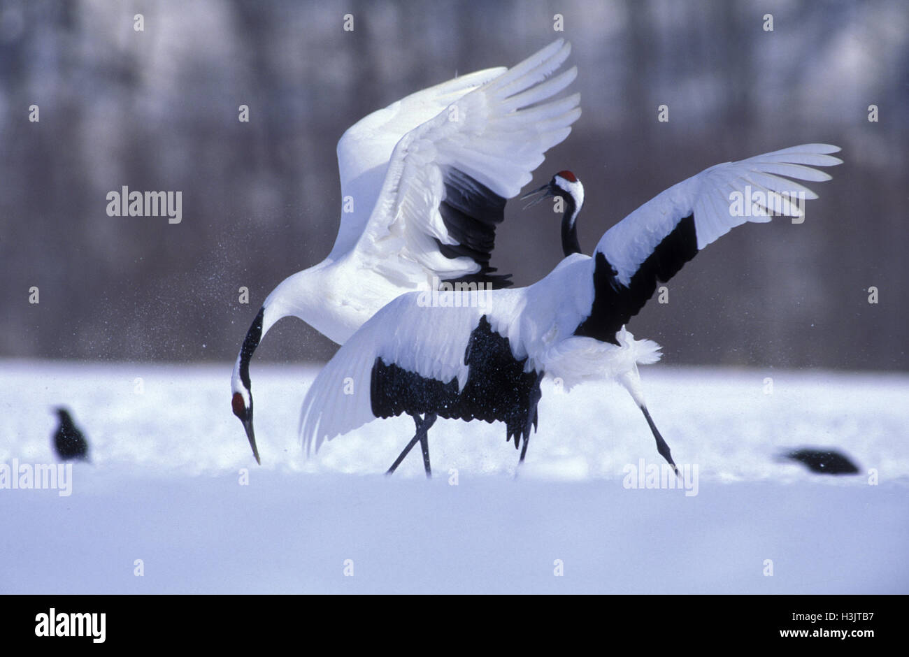 Red-crowned crane (Grus japonensis) Stock Photo