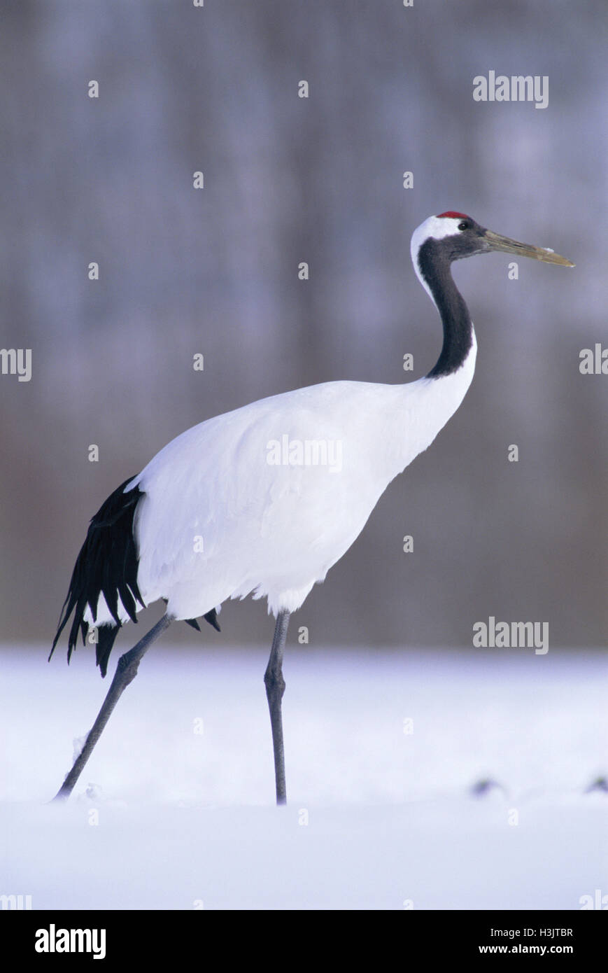 Red-crowned crane (Grus japonensis) Stock Photo