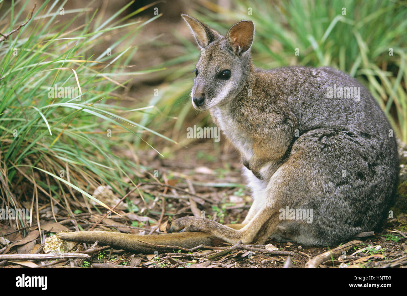 Tammar wallaby (Macropus eugenii) Stock Photo