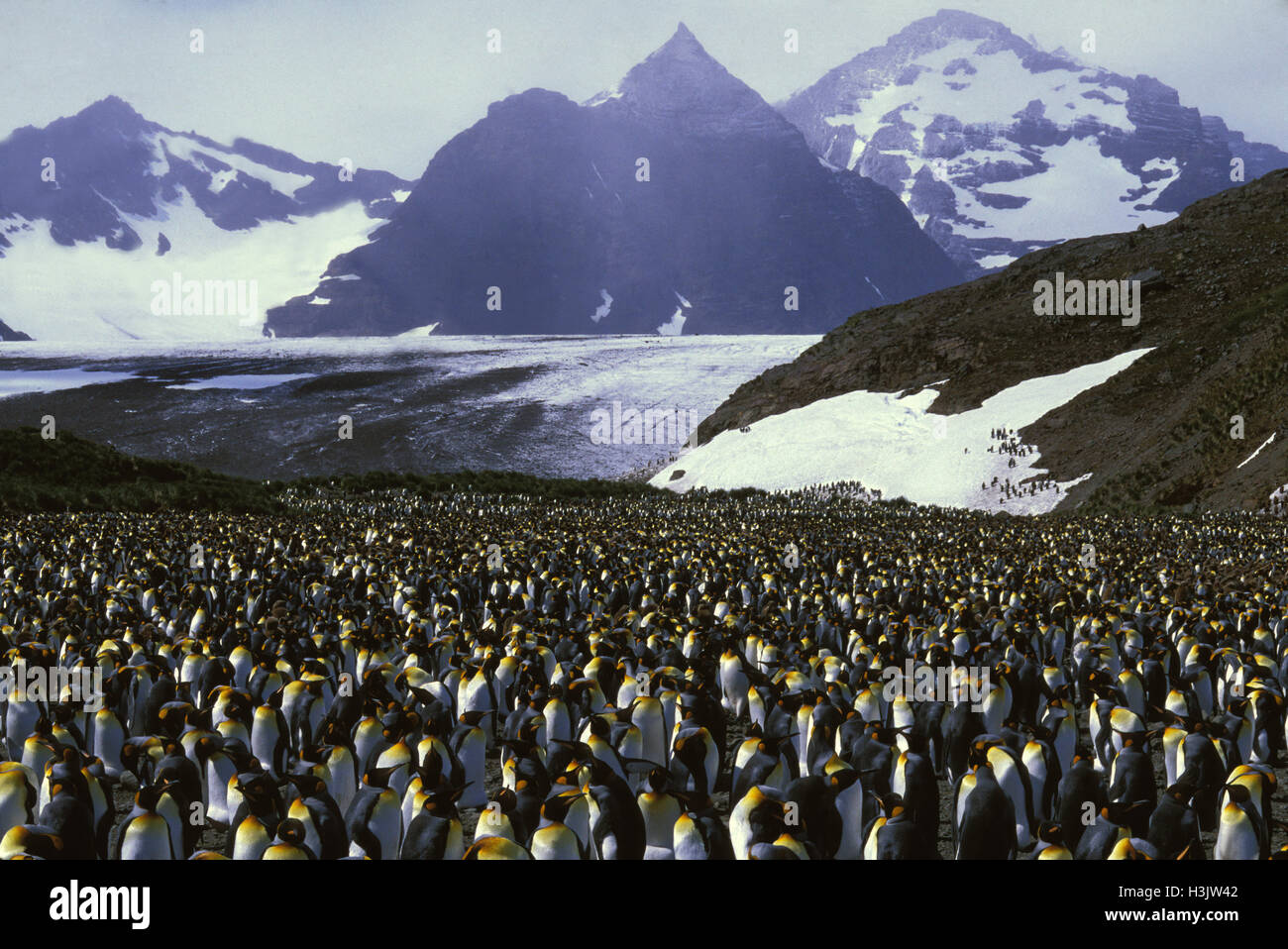 King penguin (Aptenodytes patagonicus) Stock Photo