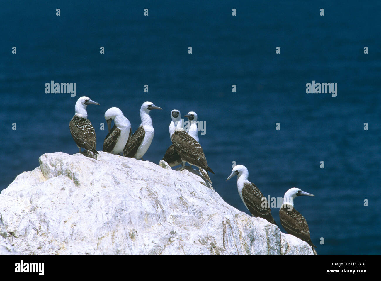 Peruvian booby (Sula variegata) Stock Photo