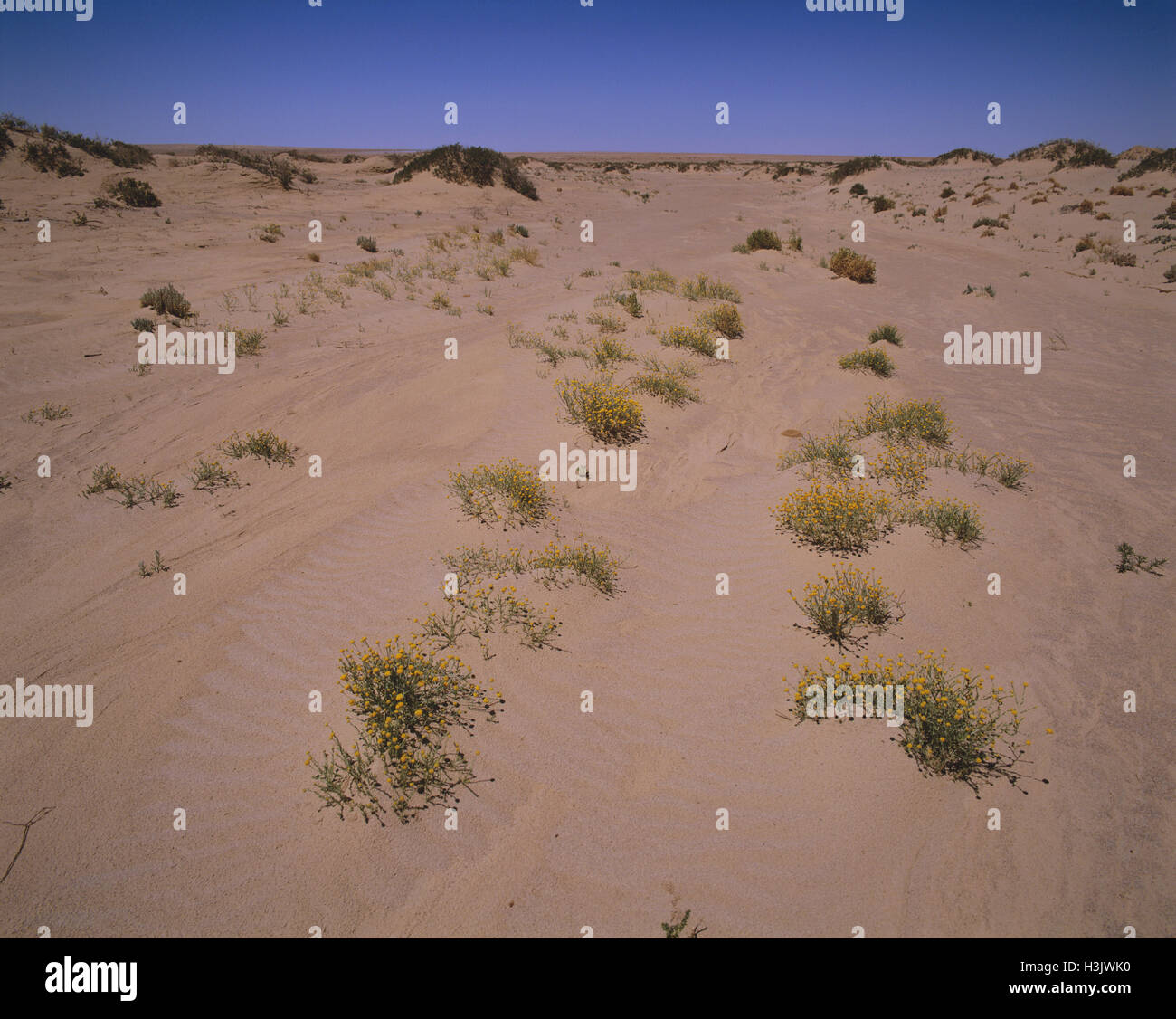 Pop saltbush (Atriplex holocarpa) Stock Photo