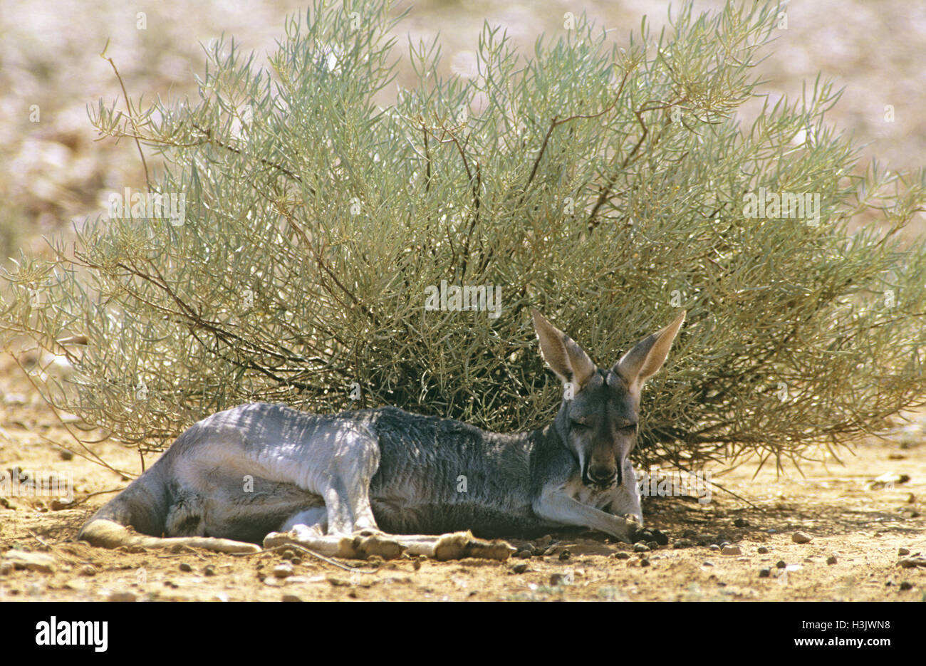 Red kangaroo (Macropus rufus) Stock Photo