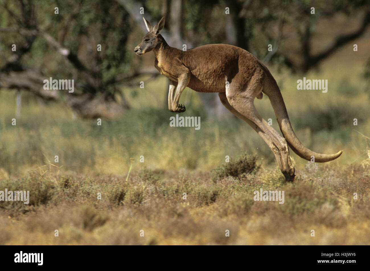 Red kangaroo (Macropus rufus) Stock Photo