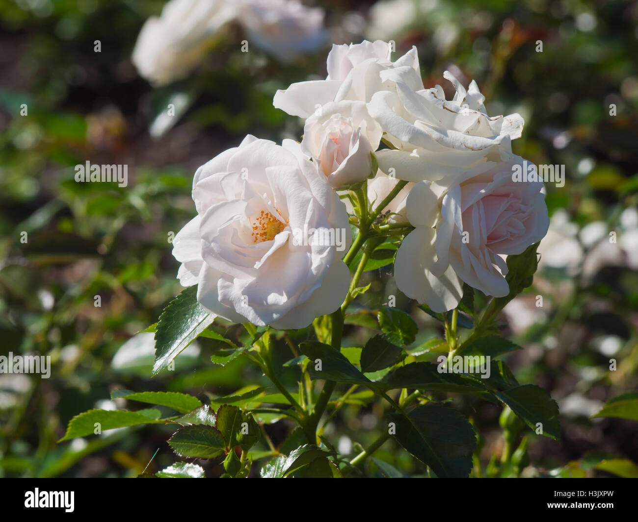 Aspirin rose tantau hi-res stock photography and images - Alamy