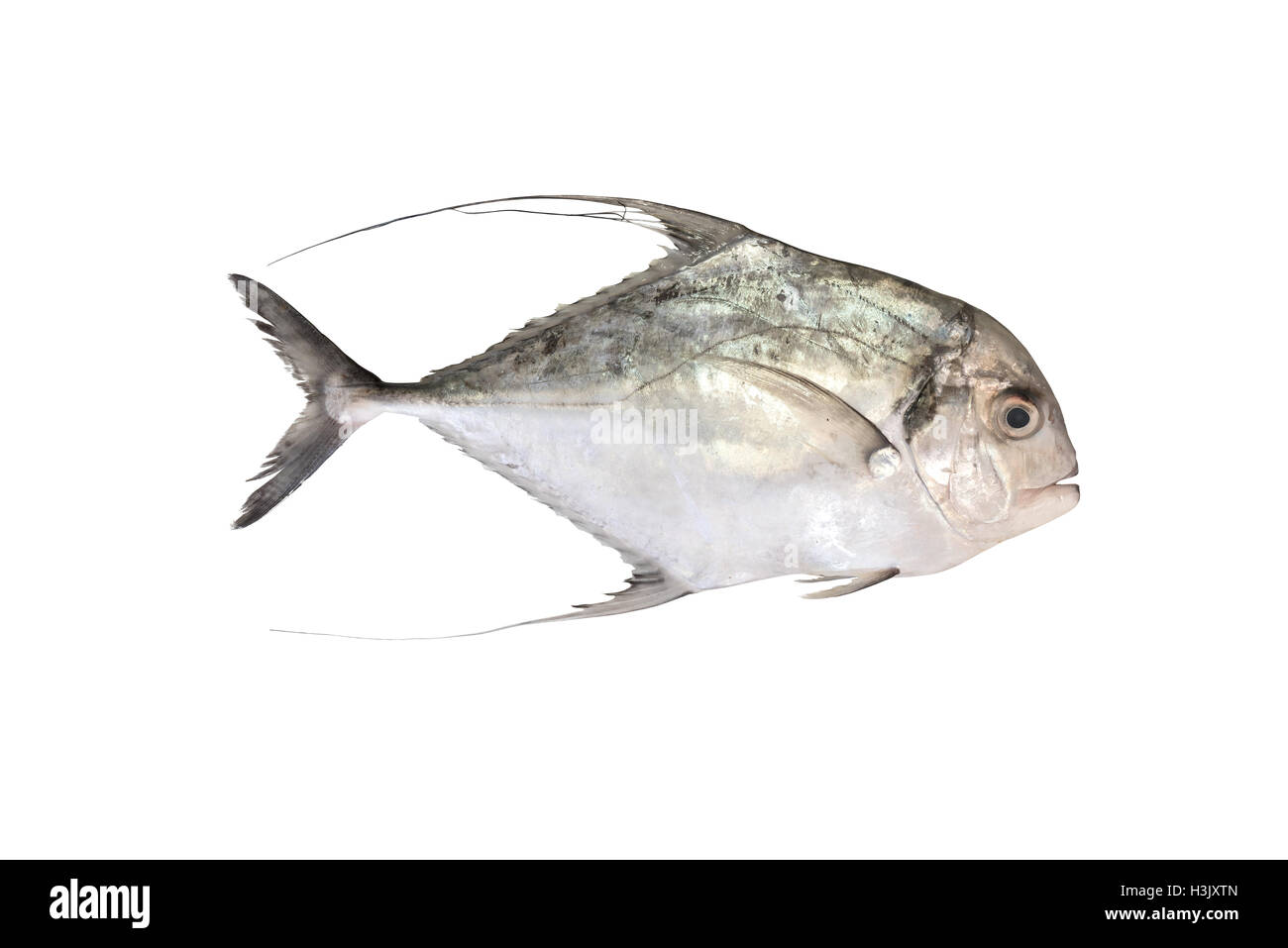 African pompano fish Cut Out Stock Images & Pictures Alamy