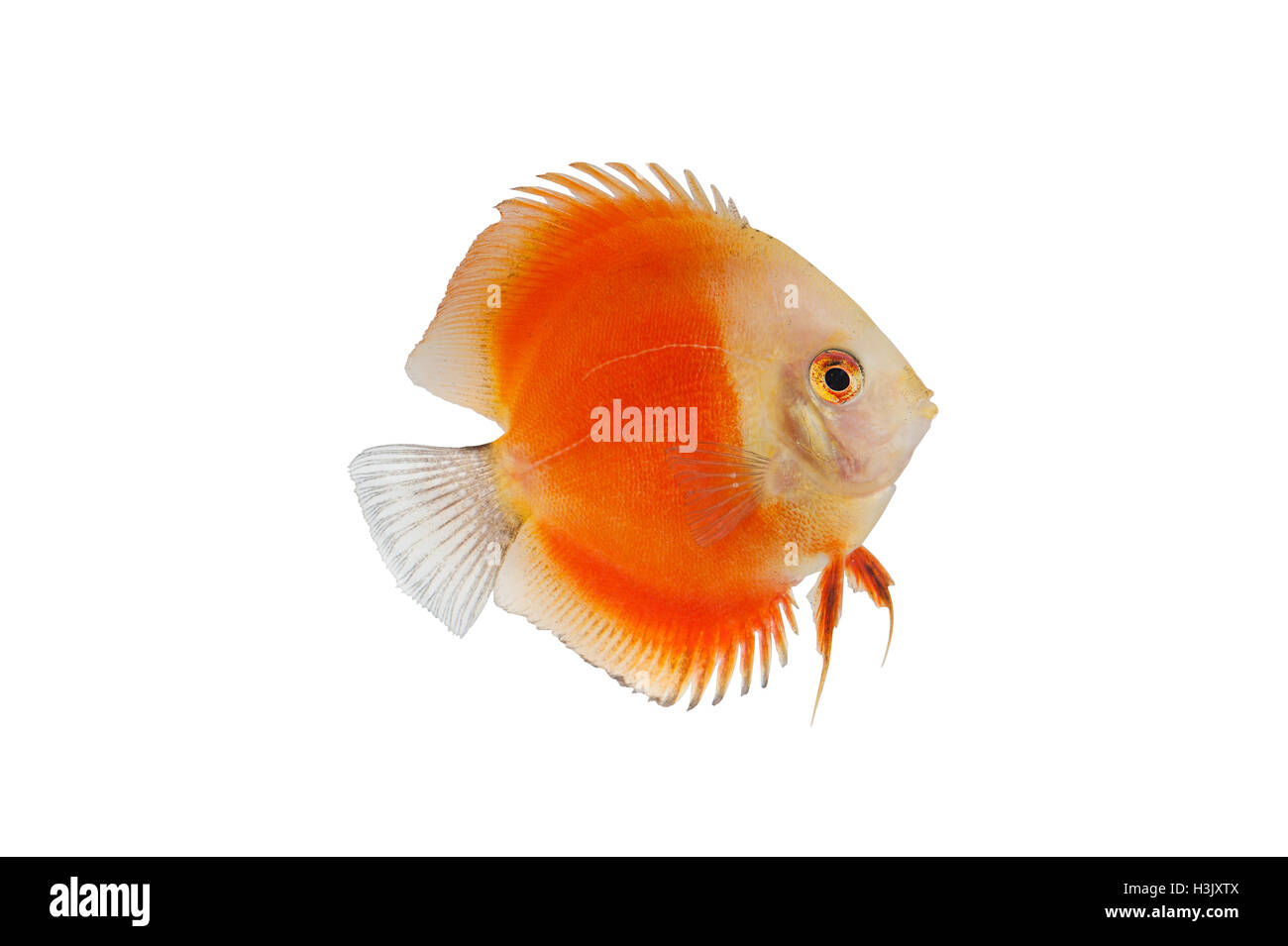 Orange Pompadour Discus Fish Isolated on white Background Stock Photo