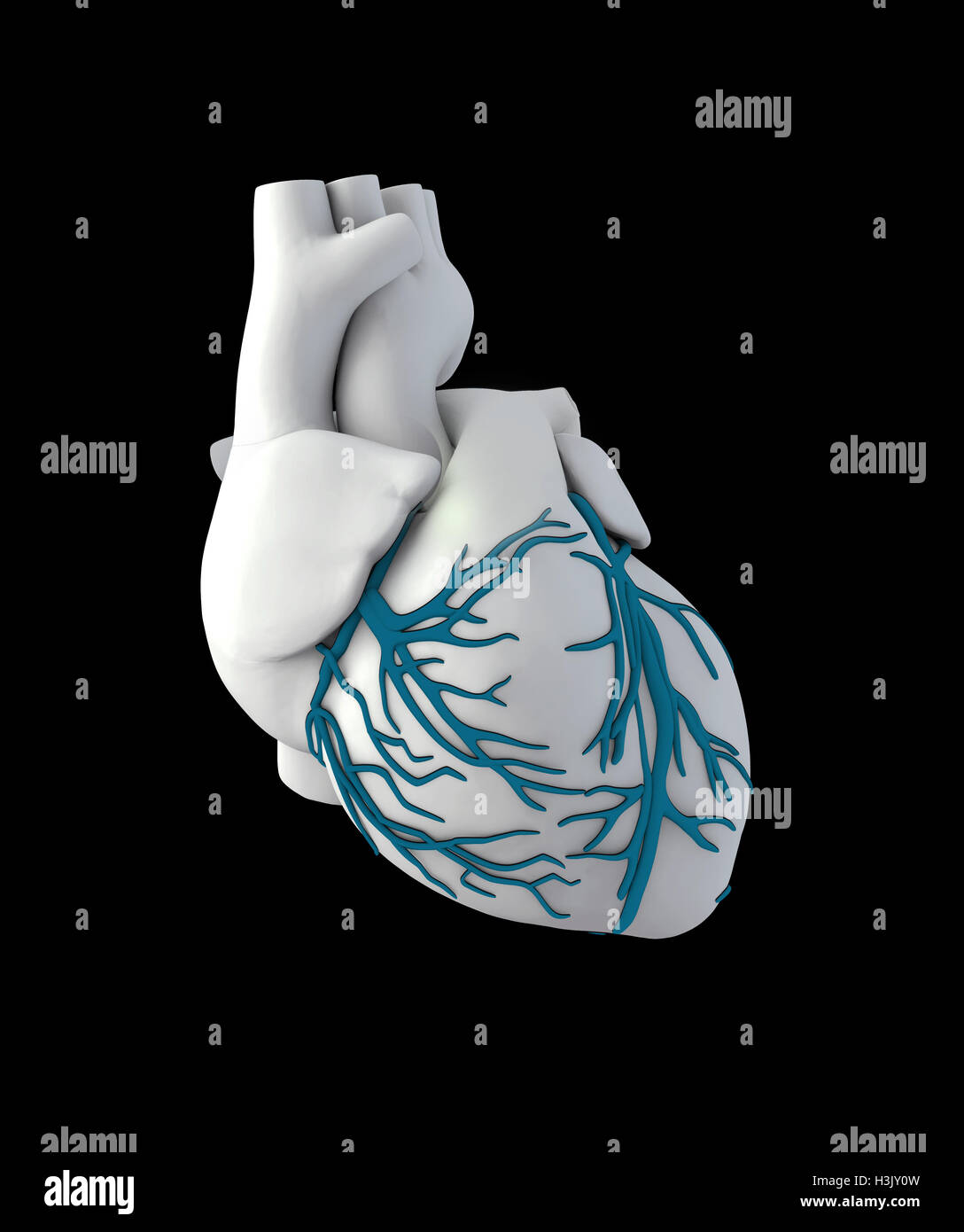 Human heart organ hi-res stock photography and images - Alamy