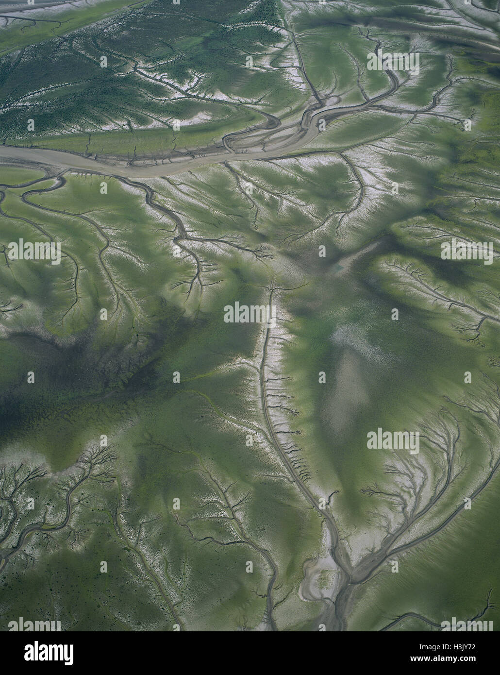 Tidal flats and dendritic drainage channels, Stock Photo