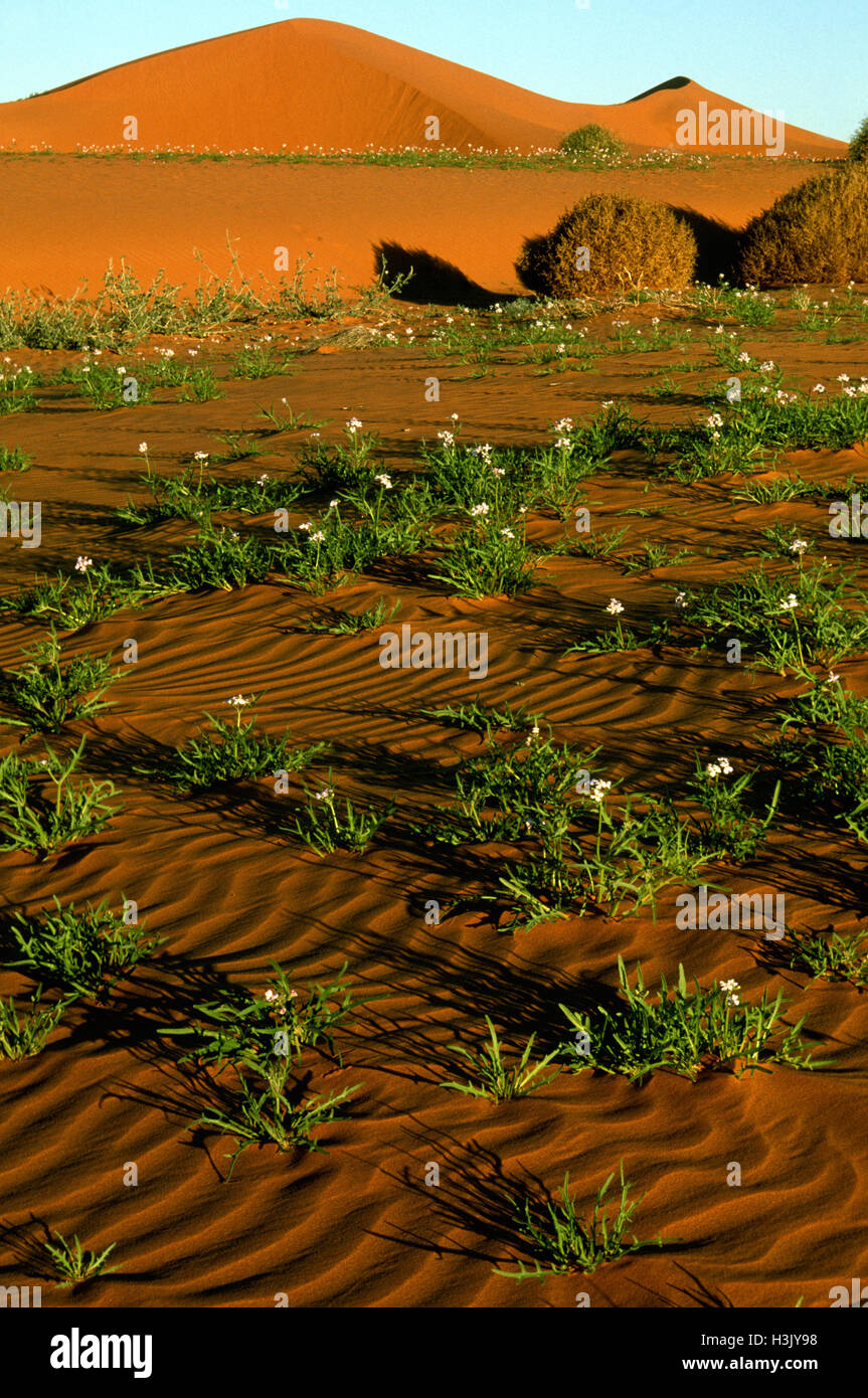 Sand dunes, Stock Photo