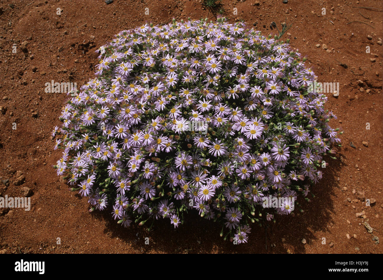 Minnie daisy (Minuria leptophylla) Stock Photo