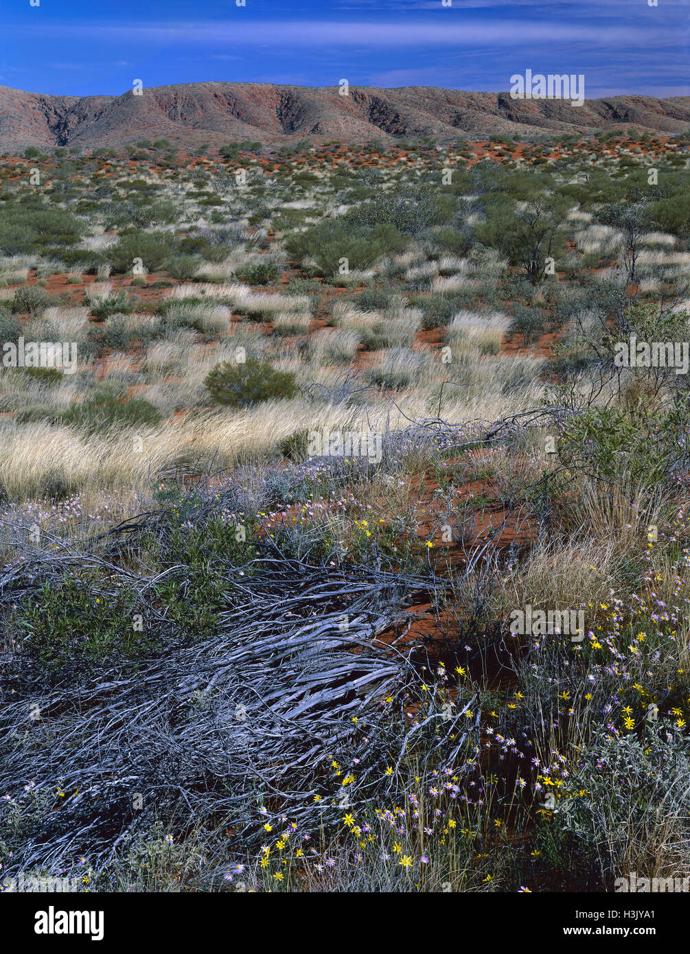 Desert with wildflowers in bloom, including Annual yellowtop (Senecio gregorii) Stock Photo