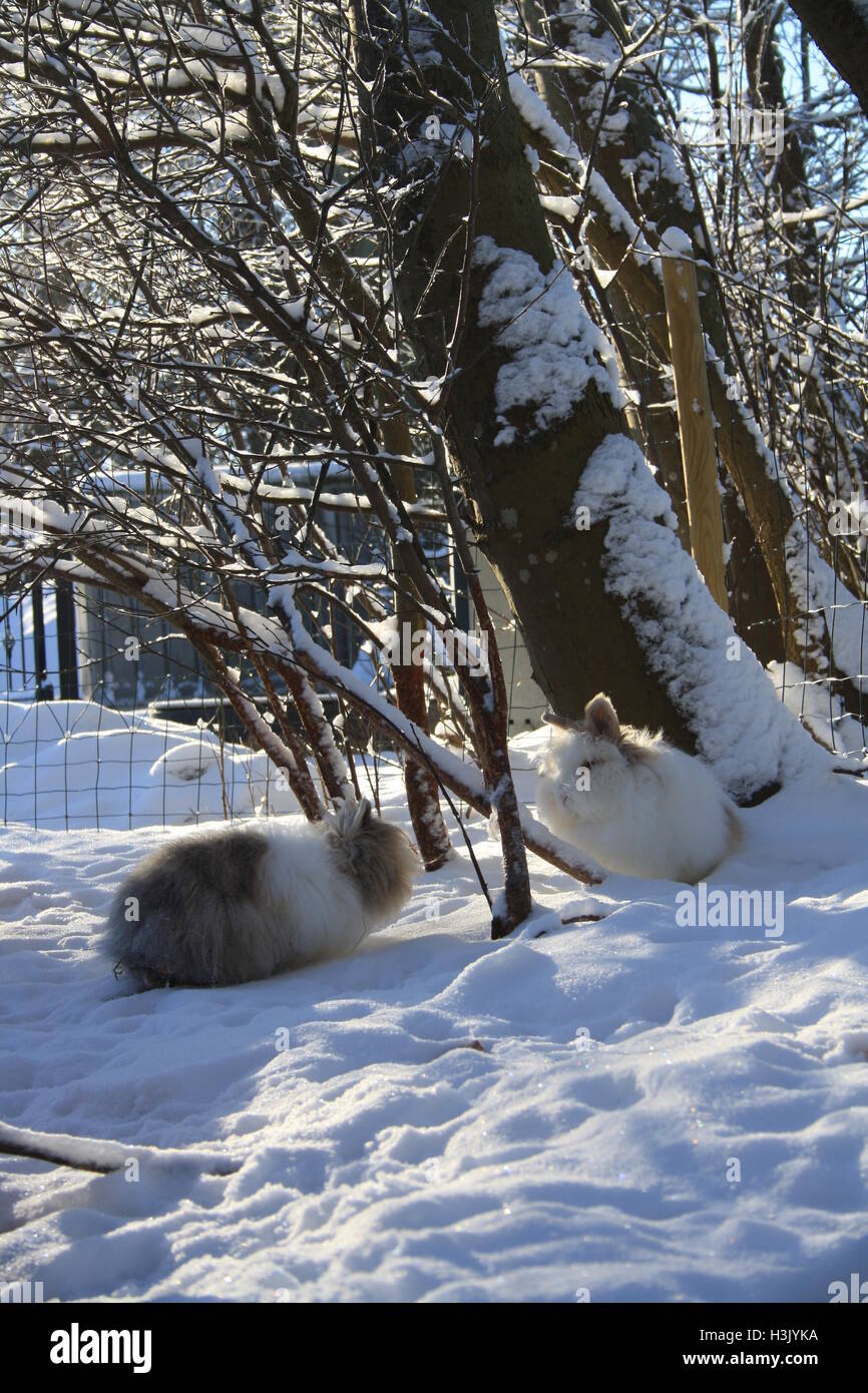 Natural life of rabbits Stock Photo - Alamy