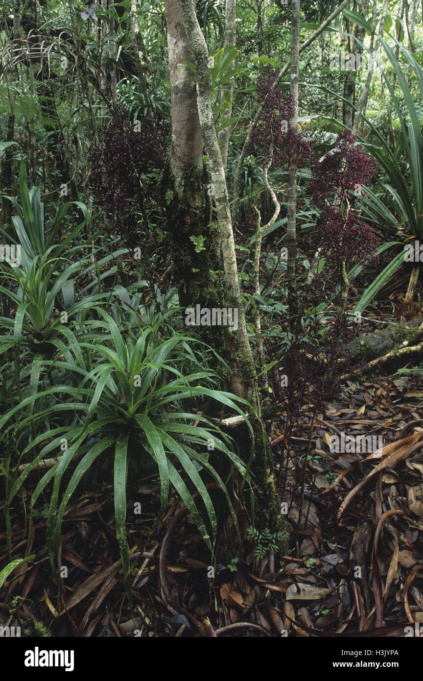 Corail (Parasitaxus usta) Stock Photo