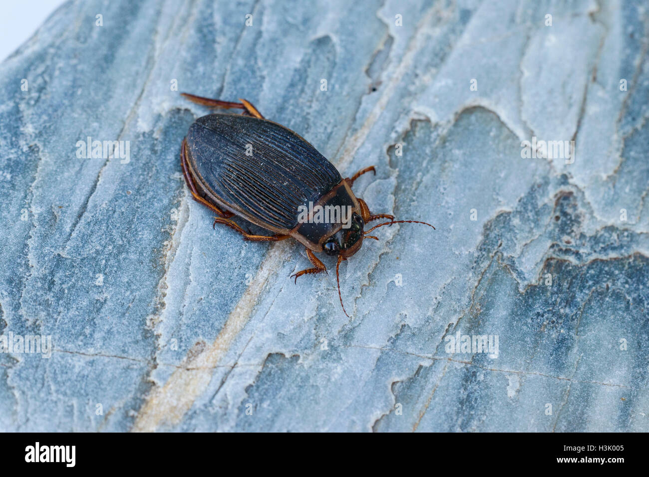 Great Diving Beetle Dytiscus marginalis adult on a rock Stock Photo
