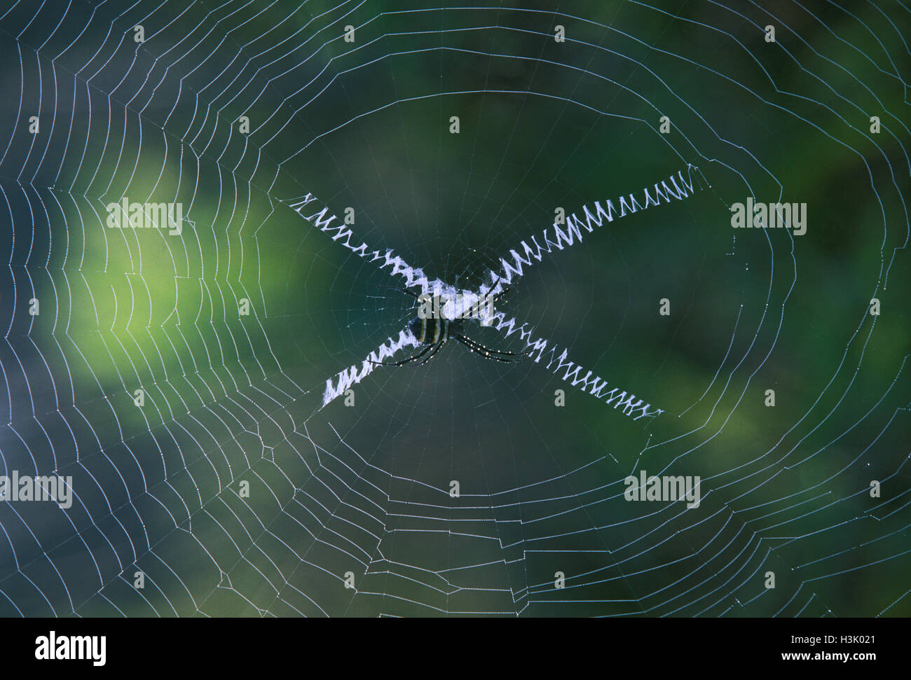 Web of an orb-web spider (Argiope sp.) Stock Photo