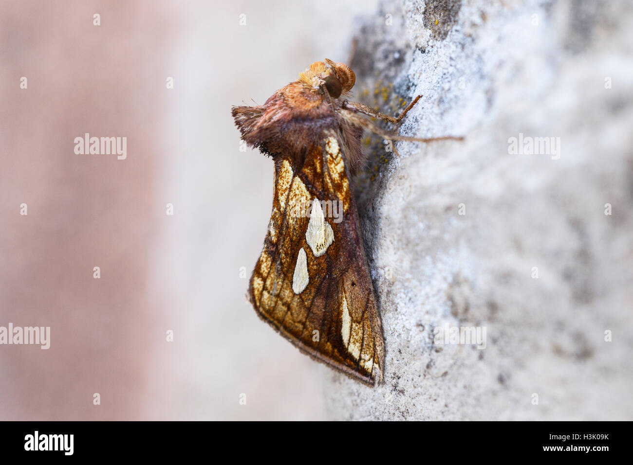 Gold Spot Plusia festucae adult moth Stock Photo