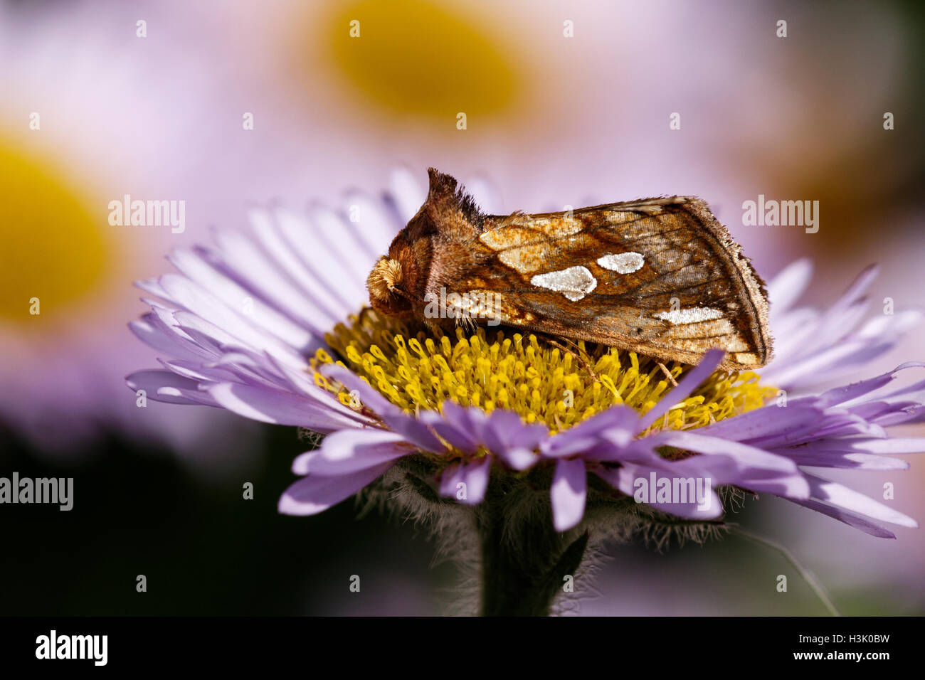 Gold Spot Plusia festucae adult moth Stock Photo