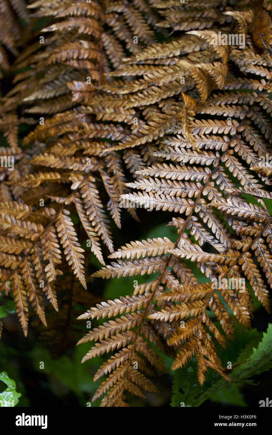 New Zealand brown fern Stock Photo