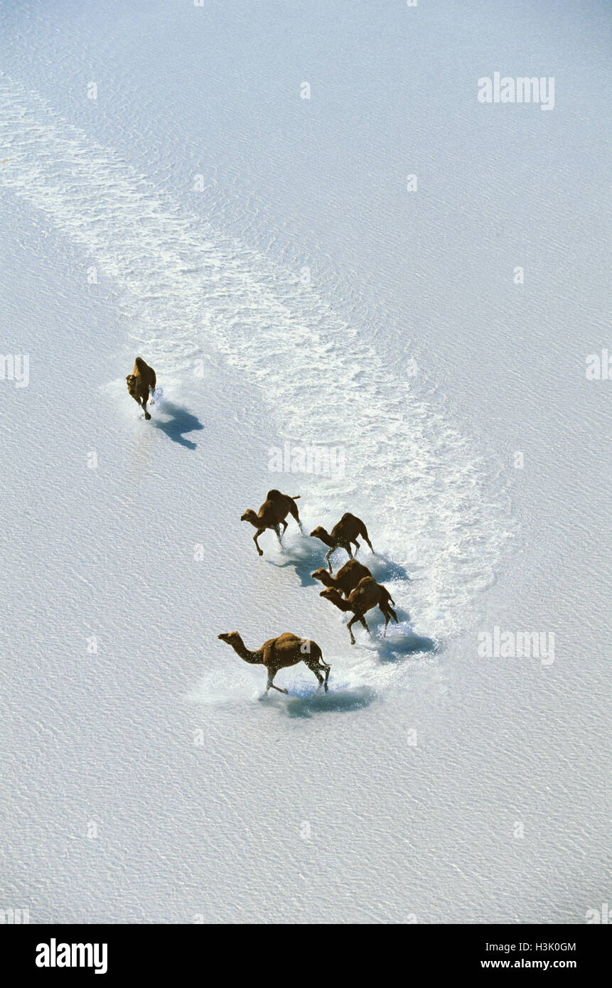 Dromedary (Camelus dromedarius) Stock Photo