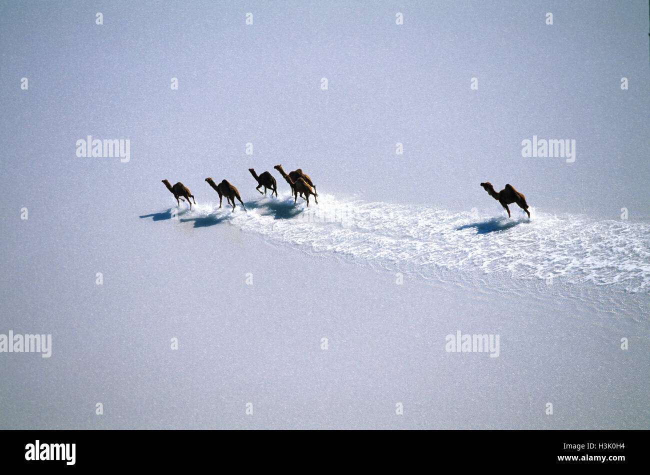 Dromedary (Camelus dromedarius) Stock Photo