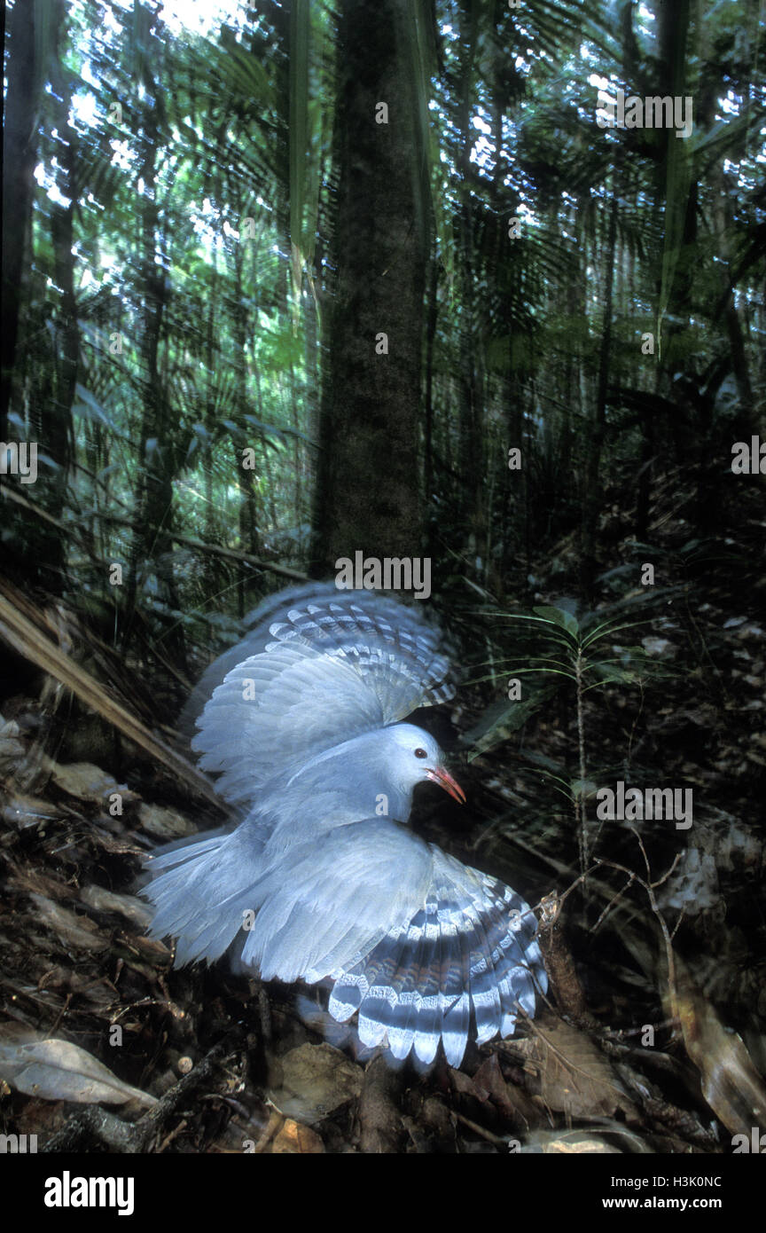 Kagu (Rhynochetos jubatus) Stock Photo