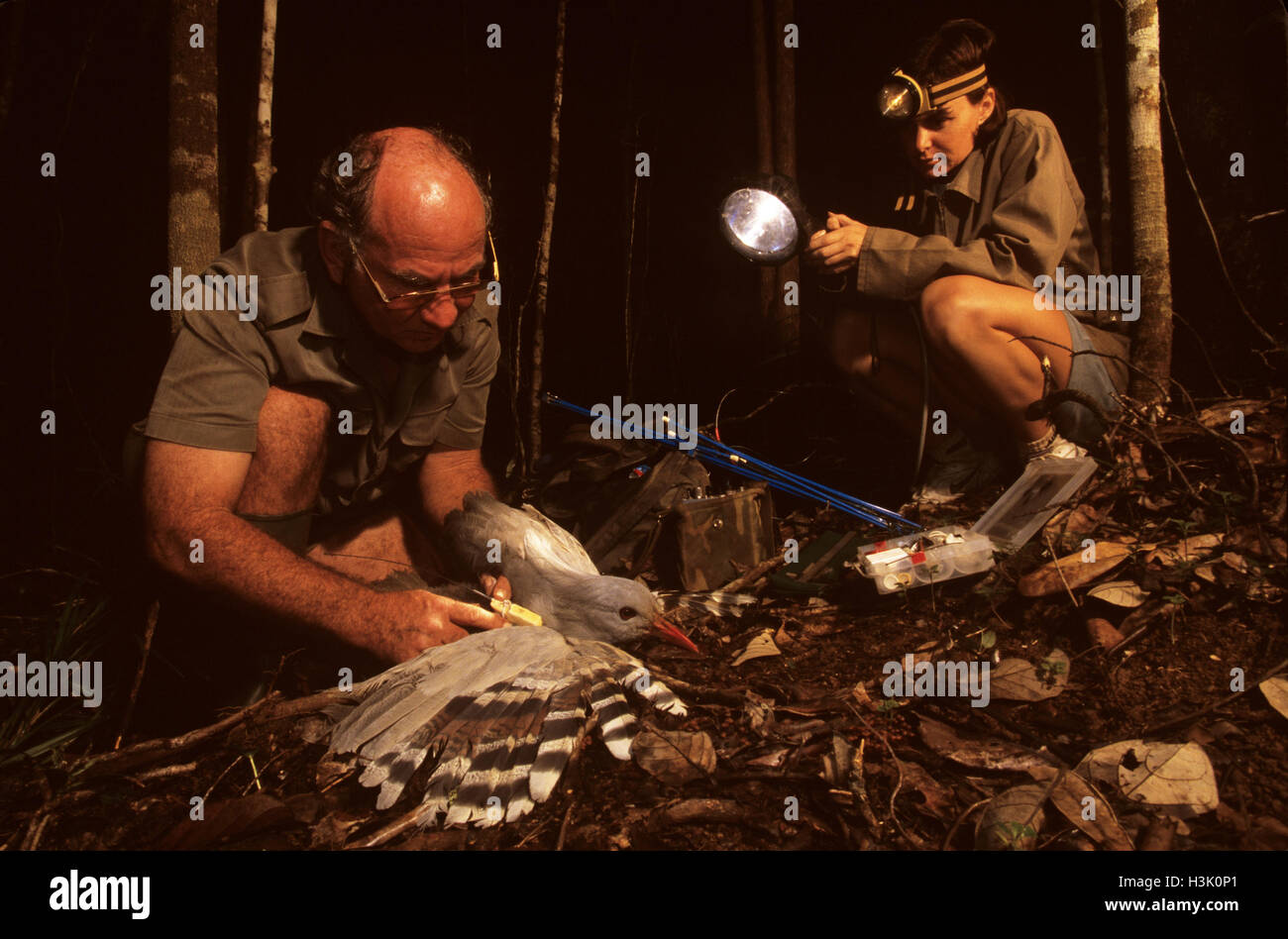 Researchers tagging a Kagu (Rhynochetos jubatus). Stock Photo