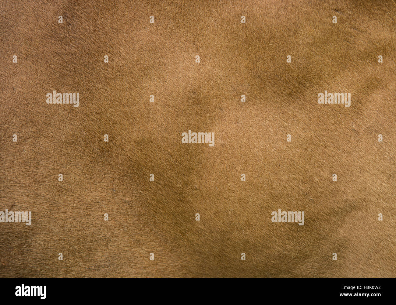 close-up of brown cow skin texture background Stock Photo - Alamy