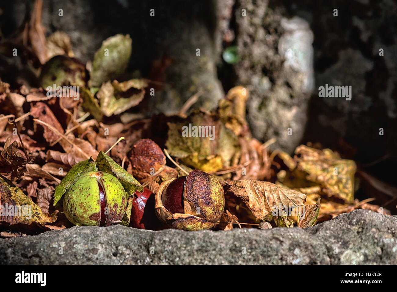 Fall ( autumn ) chestnut leaves withe tree leaves Stock Photo