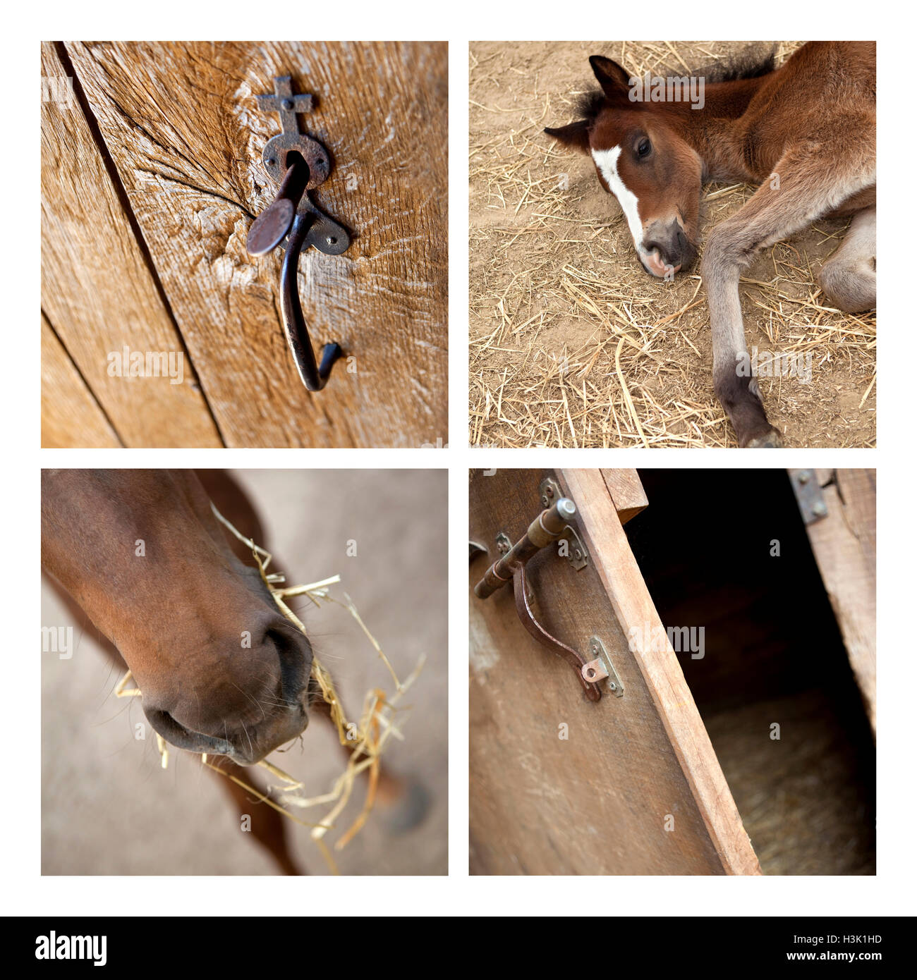Collage of horses and details in a stable Stock Photo