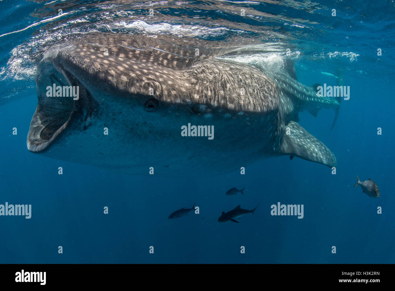 Whale shark (Rhincodon Typus) feeding in water, Contoy Island, Mexico Stock Photo