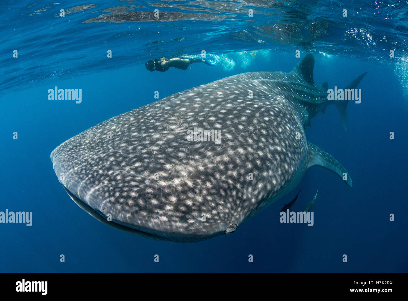 Whale shark (Rhincodon Typus) and diver swimming near surface of water, Contoy Island, Mexico Stock Photo