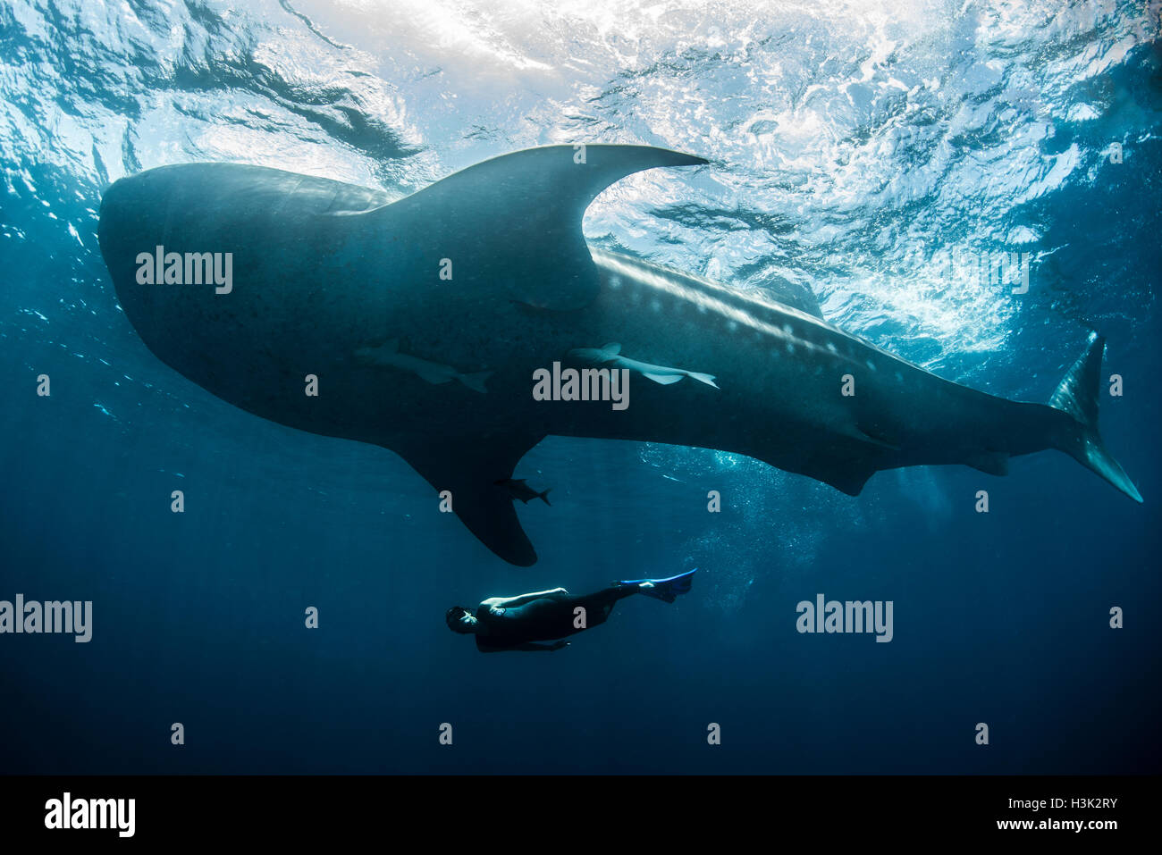 Whale shark (Rhincodon Typus) and diver swimming near surface of water, Contoy Island, Mexico Stock Photo