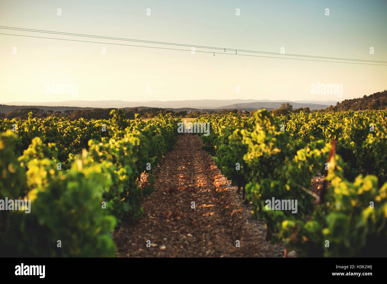 Pathway through cultivated land, Boutenac, France Stock Photo