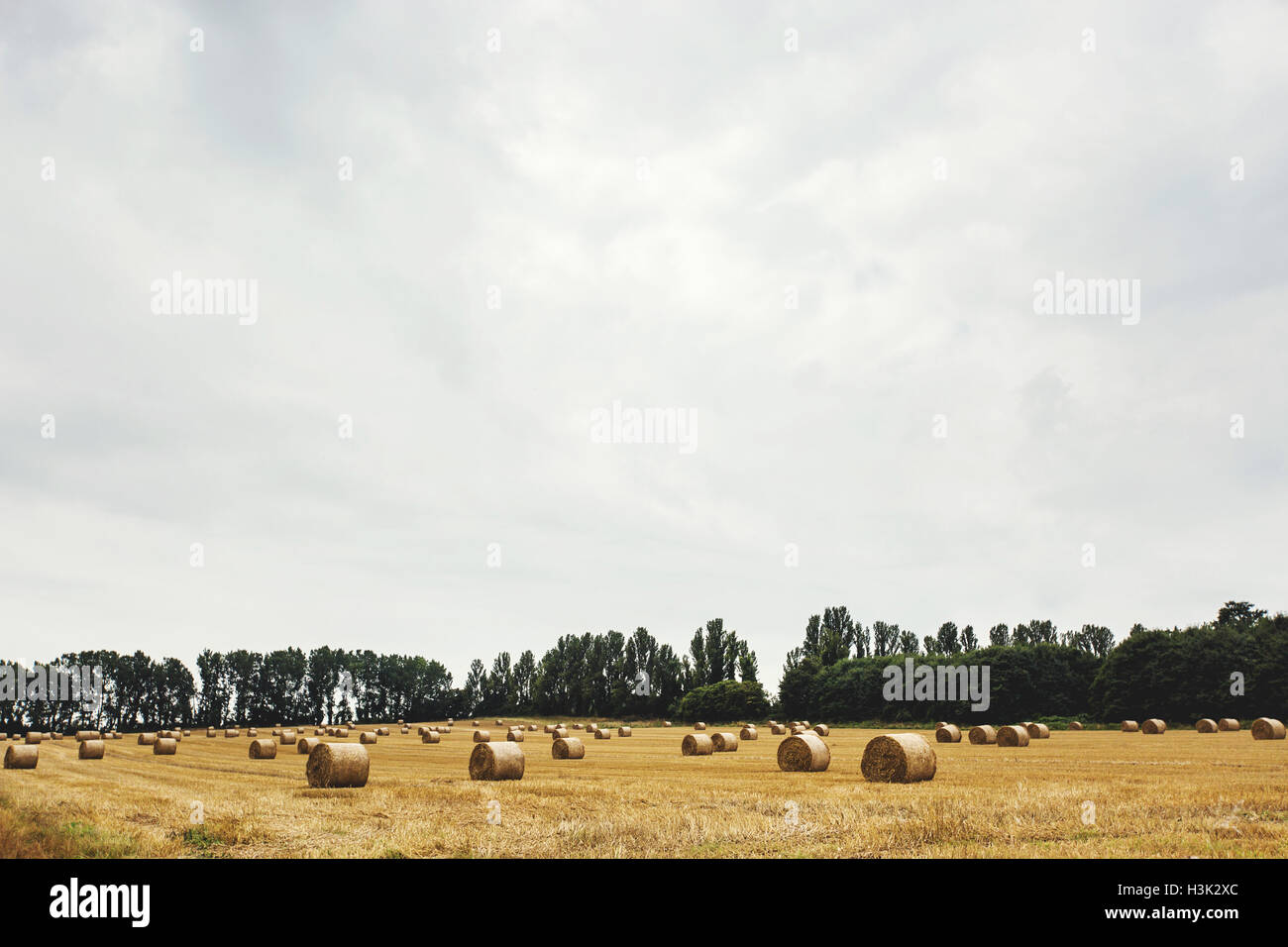 Field with bales of straw, Gillingham, Kent, England Stock Photo