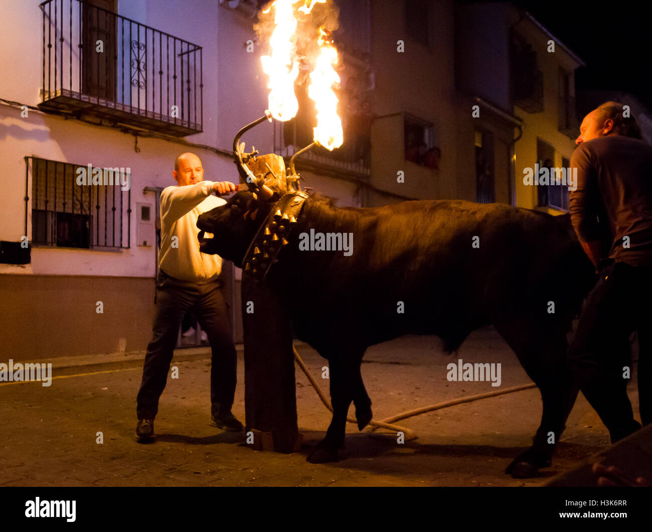 Toro embolado High Resolution Stock Photography and Images Alamy