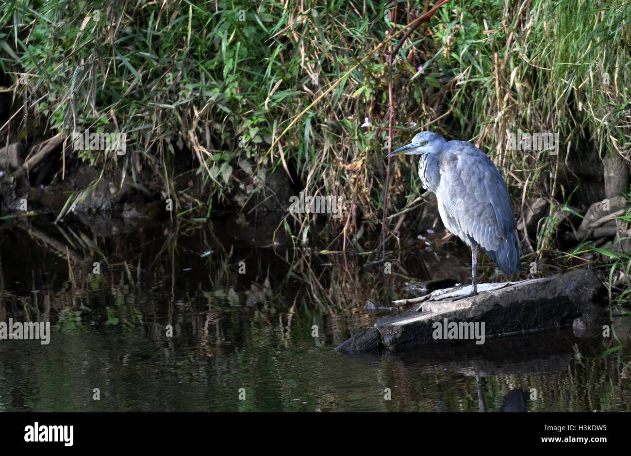 Manchester UK 10th October 2016 A grey heron waits patiently for a catch by the River Mersey, as it passes between Didsbury and Northenden in South Manchester. Credit:  John Fryer/Alamy Live News Stock Photo