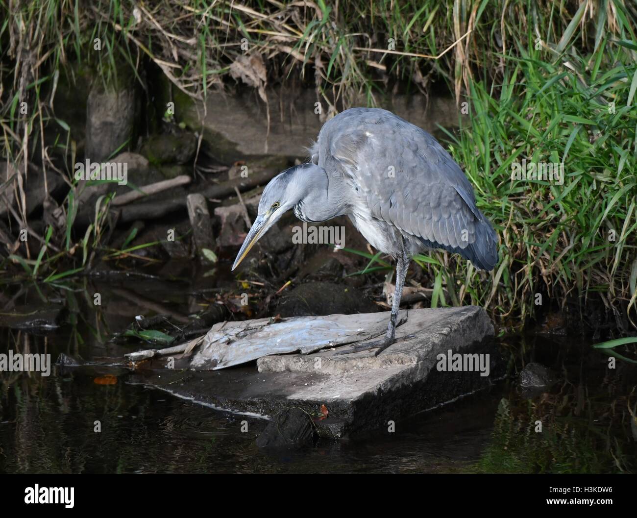 Manchester UK 10th October 2016 A grey heron looks for a catch by the River Mersey, as it passes between Didsbury and Northenden in South Manchester. Credit:  John Fryer/Alamy Live News Stock Photo