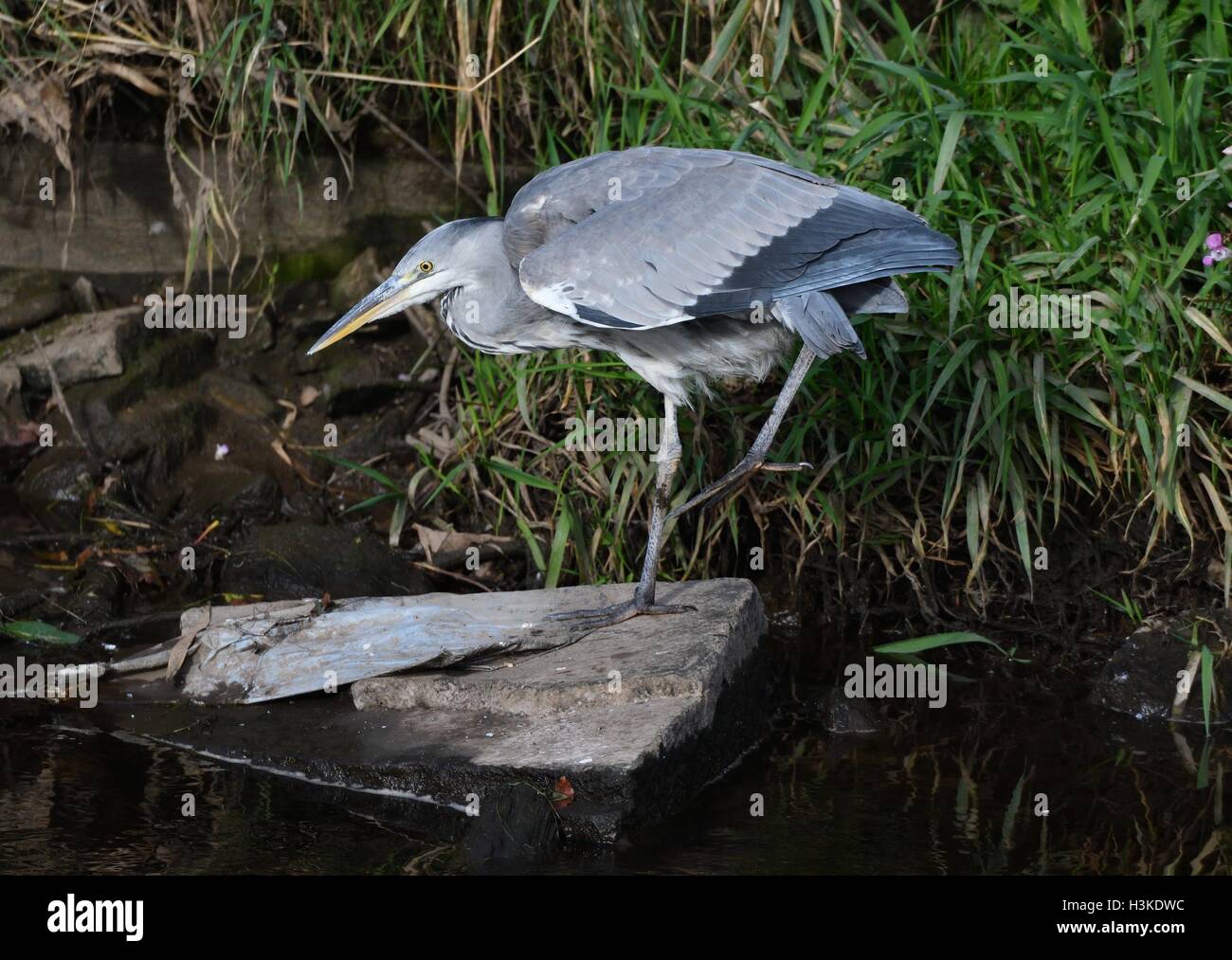 Manchester UK 10th October 2016 A grey heron looks for a catch by the River Mersey, as it passes between Didsbury and Northenden in South Manchester. Credit:  John Fryer/Alamy Live News Stock Photo
