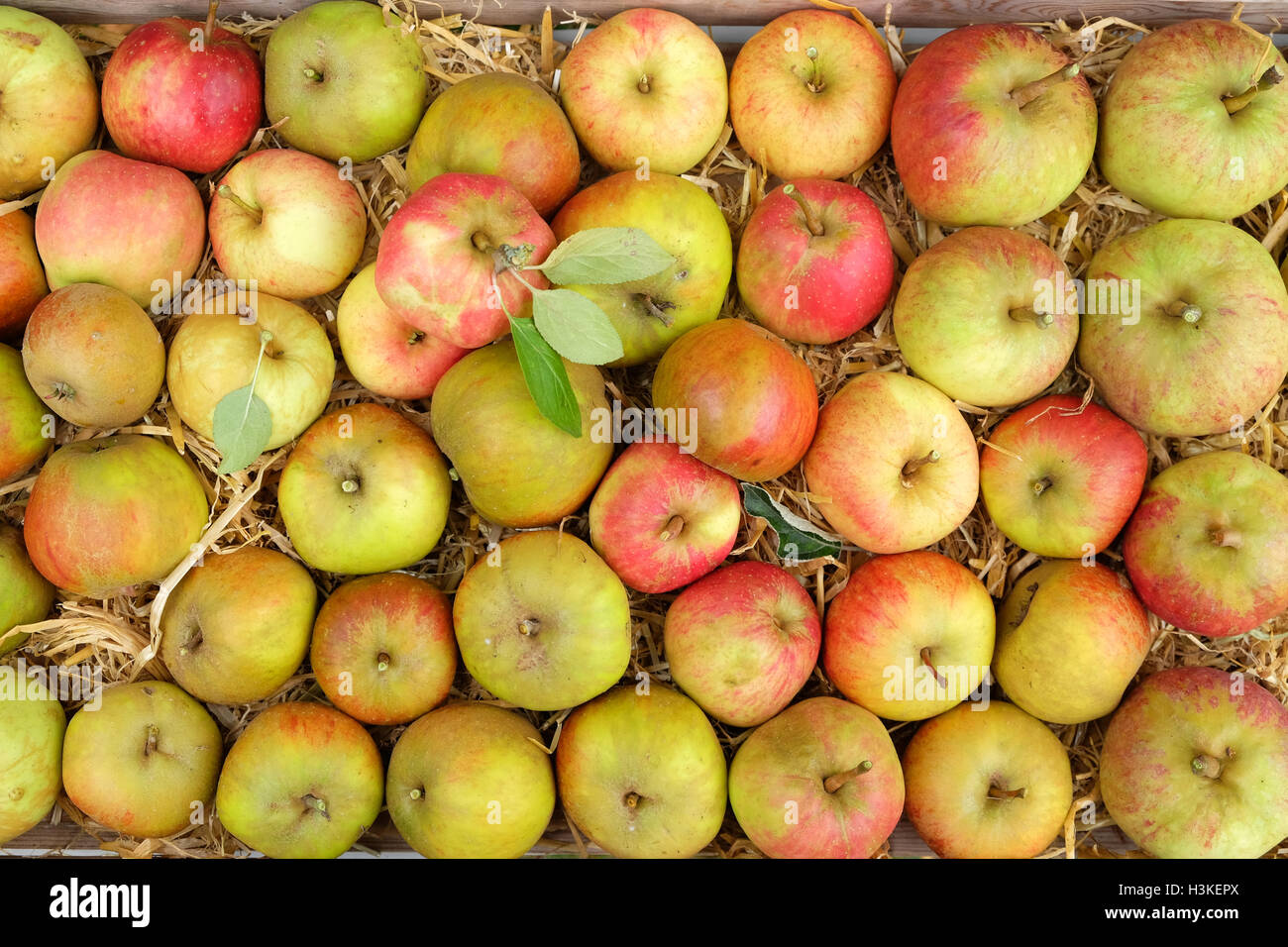 Bumper crop of apples hires stock photography and images Alamy