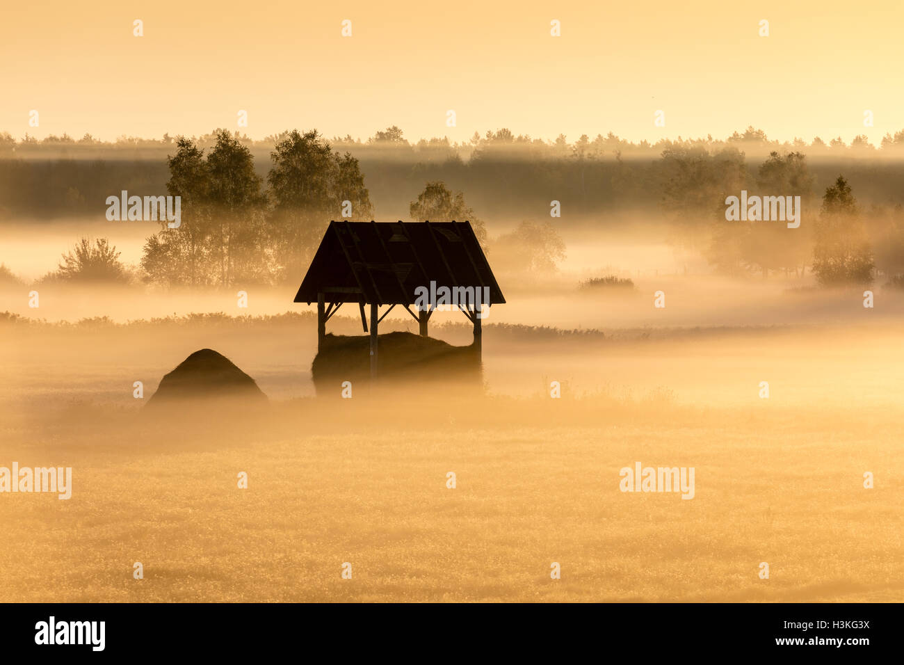 The morning fog in the meadow Bialowieza Forest, Poland, Europe. Stock Photo
