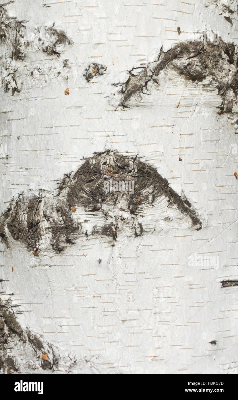 birch bark background Stock Photo - Alamy