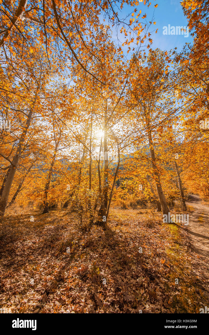 trees with golden leaves in autumn Stock Photo Alamy
