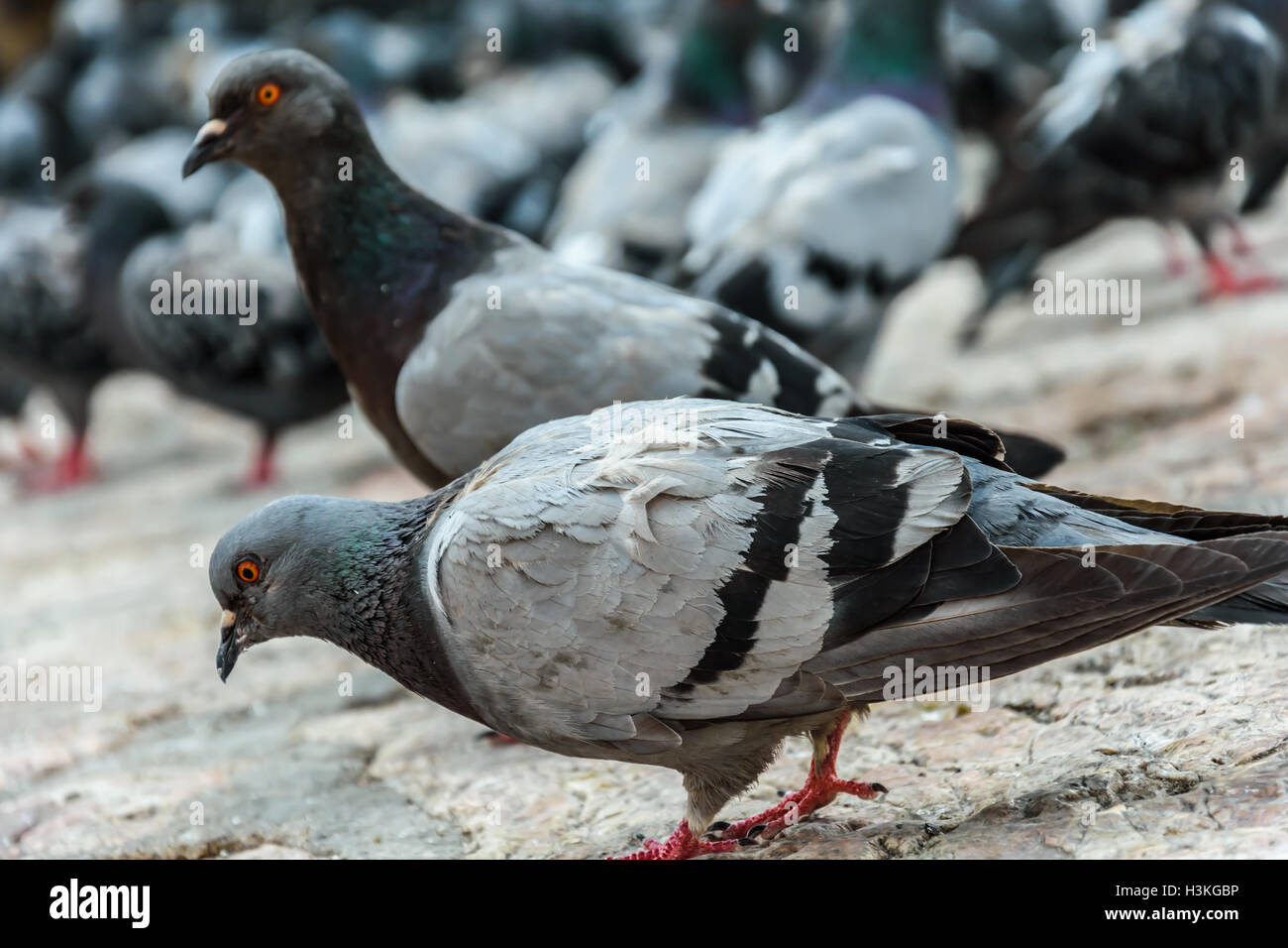 Pigeons at Bascarsija Stock Photo