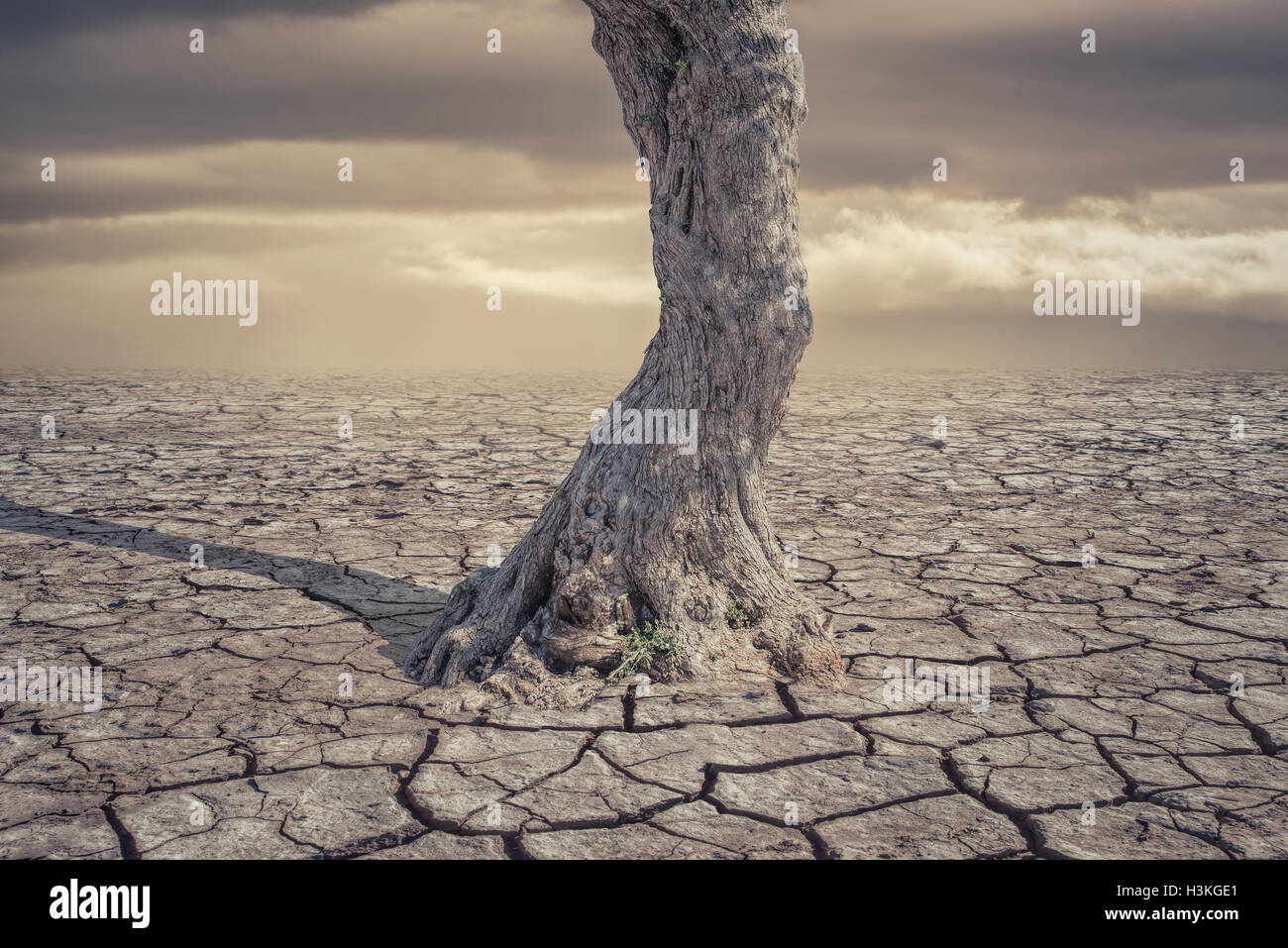 Drought Land and lonely tree Stock Photo