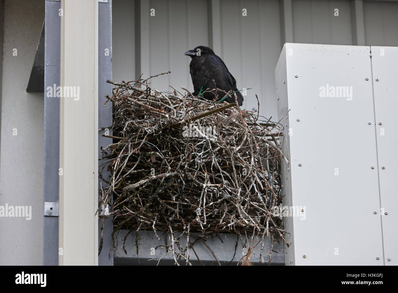 large common ravens nest built in a commercial building Iceland Stock Photo